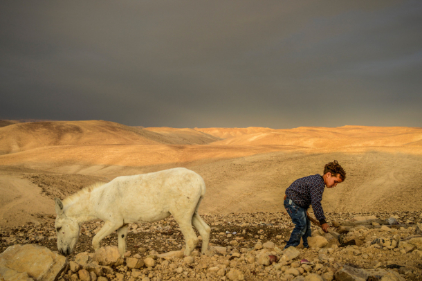 Egy beduin kisfiú és szamara a Júdeai sivatagban Jeruzsálemtől 50 kilométerre keletre 2019 augusztusában
Forrás: mti.hu
Szerző: Kallos Bea