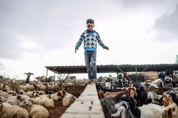 Egy beduin gyerek a kecskék és birkák karámját elválasztó falon sétál
Forrás: mti.hu
Szerző: Kallos Bea